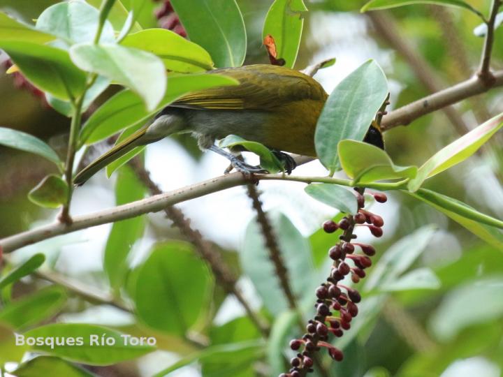 Caryothraustes poliogaster (Picogrueso Carinegro)