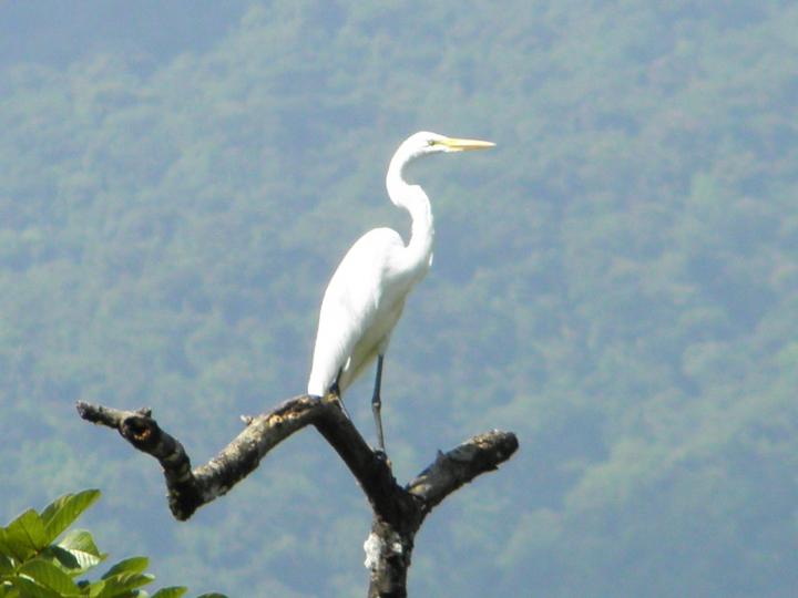Ardea alba