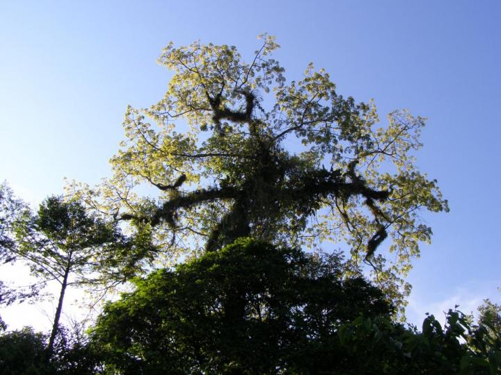 Ceiba pentandra