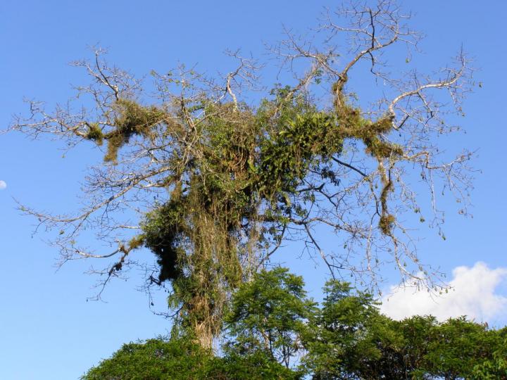 Ceiba pentandra