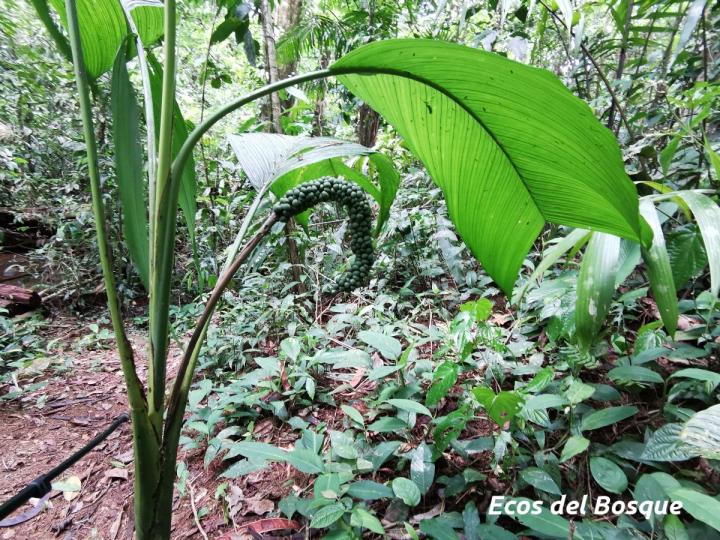 Chamaedorea deckeriana