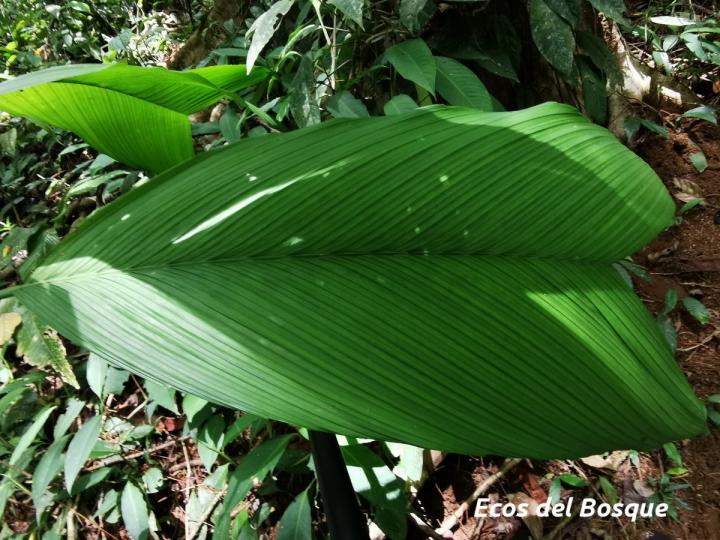 Chamaedorea deckeriana