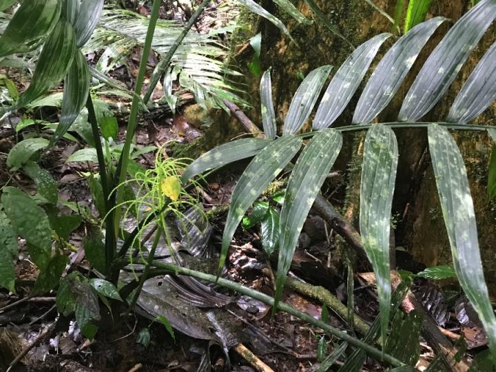 Chamaedorea sp.1