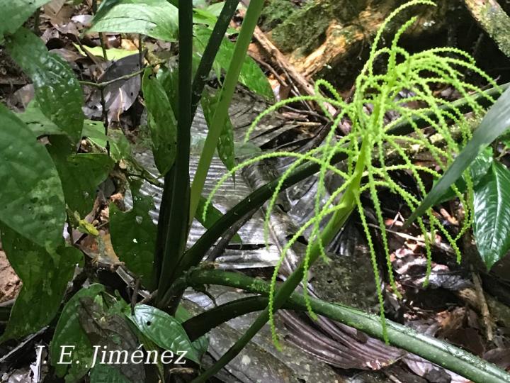 Chamaedorea sp.1