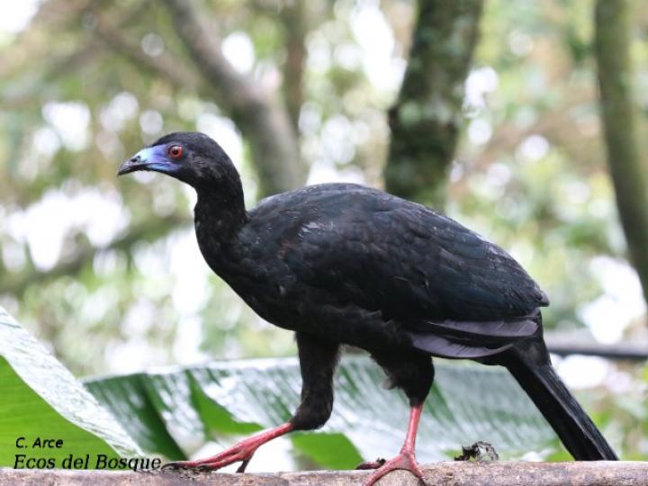 Chamaepetes unicolor (Pava negra)