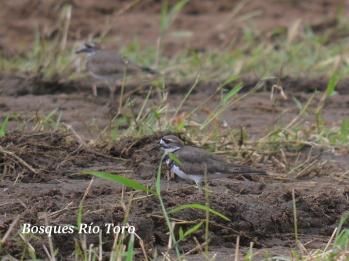 Charadrius vociferus