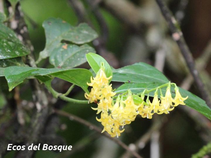 Chiococca alba