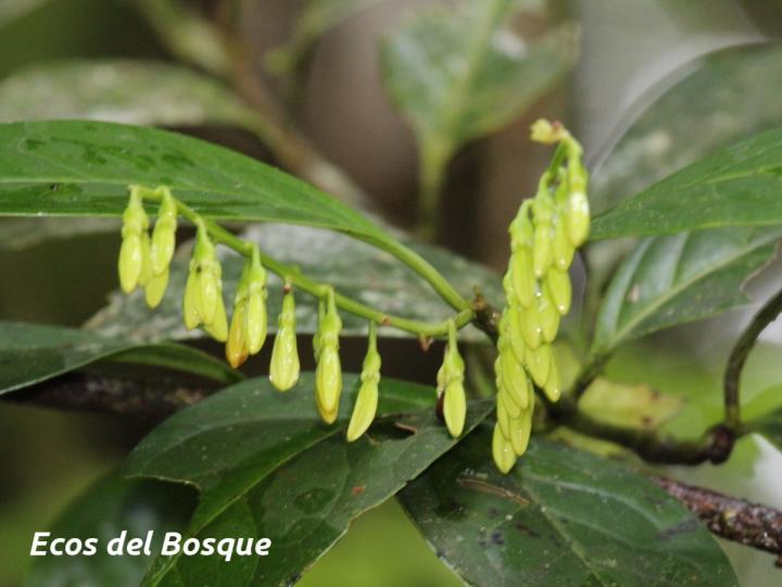 Chiococca alba