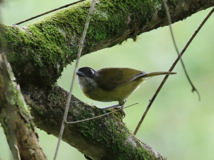 Chlorospingus flavopectus (Chlorospingus ojeruda)