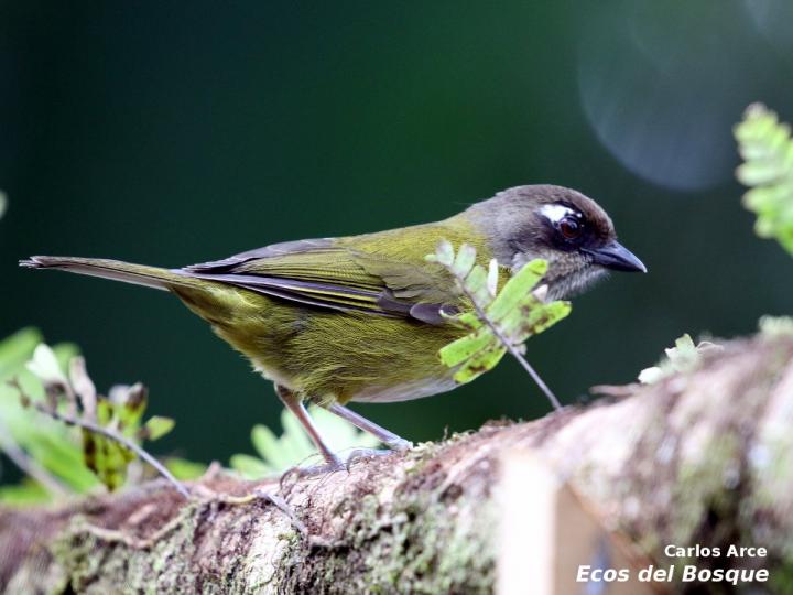 Chlorospingus flavopectus (Chlorospingus ojeruda)