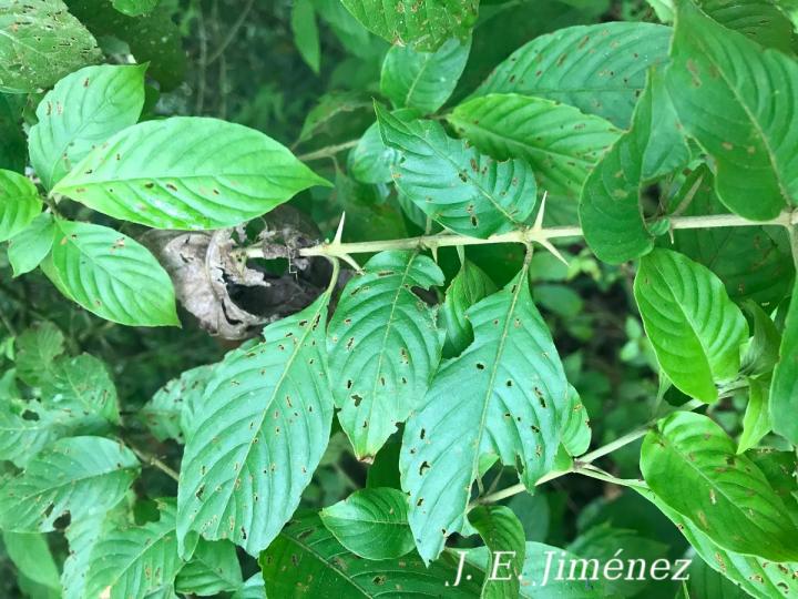 Chomelia tenuiflora (Malacaguite)