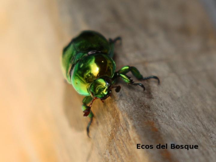 Chrysina
