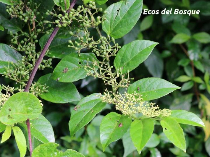 Cissus verticillata
