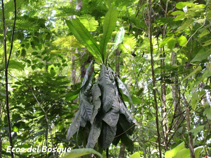 Clavija costaricana