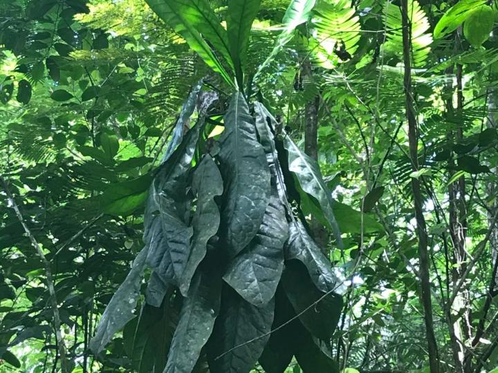 Clavija costaricana