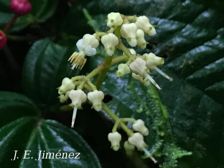 Clidemia biolleyana