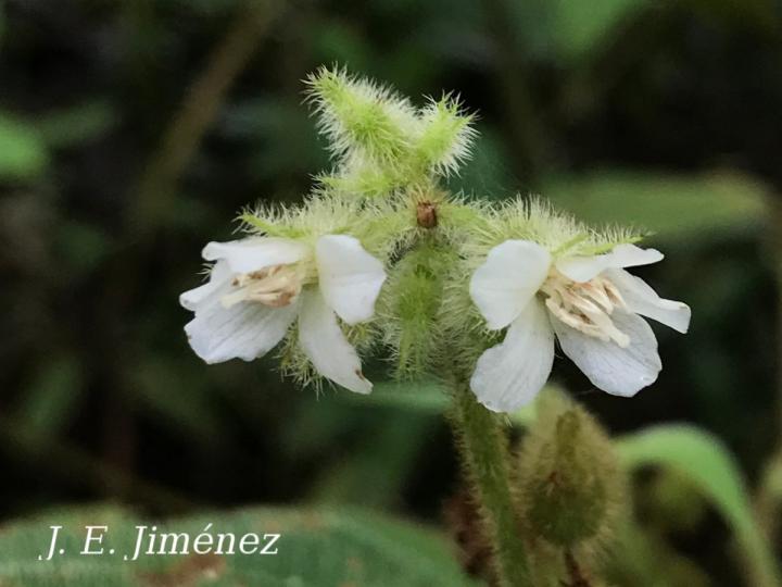 Clidemia hirta