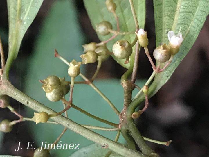 Clidemia ombrophila