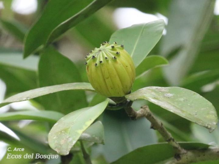 Clusia cooperi