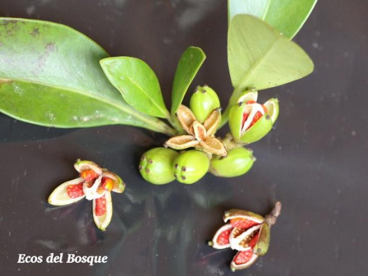 Clusia cylindrica