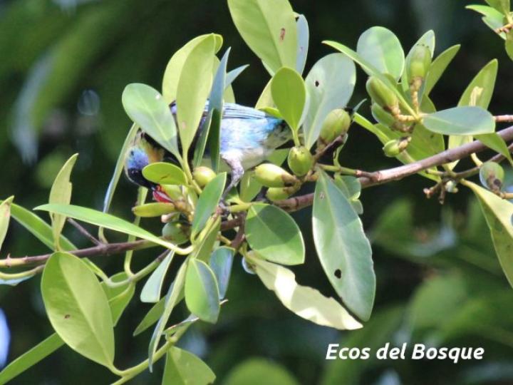 Clusia cylindrica