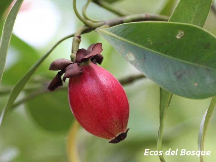 Clusia valerioi
