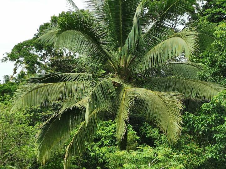 Cocos nucifera