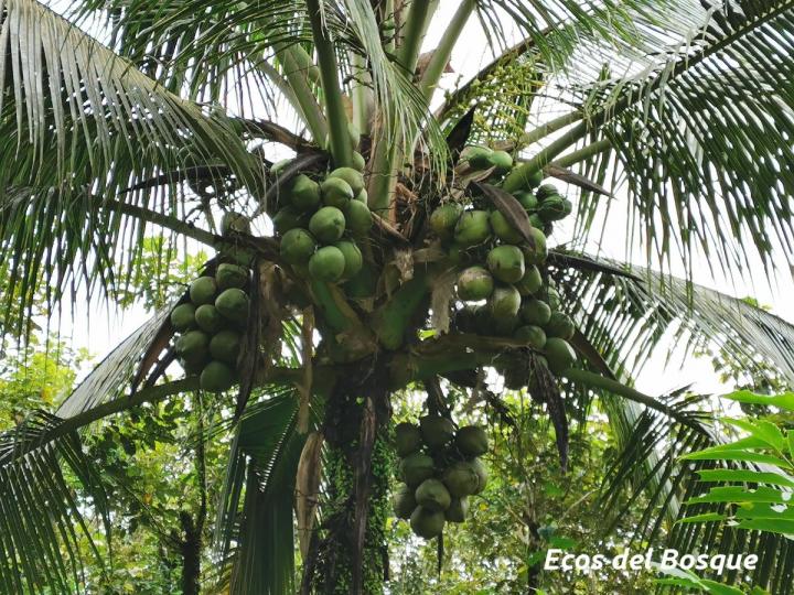 Cocos nucifera