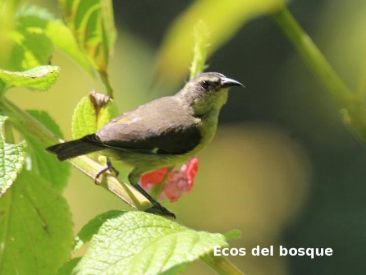 Coereba flaveola (Reinita mielera)