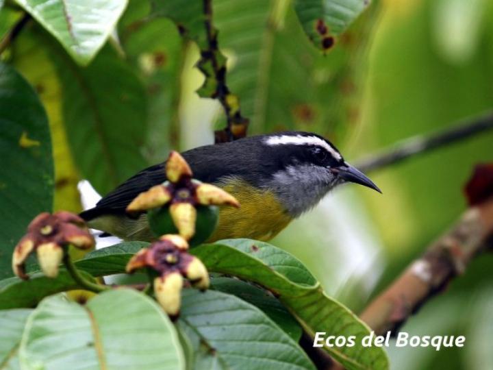 Coereba flaveola (Reinita mielera)