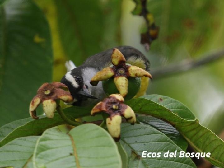 Coereba flaveola (Reinita mielera)