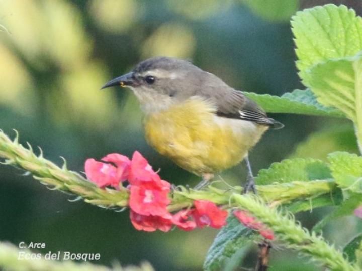 Coereba flaveola (Reinita mielera)