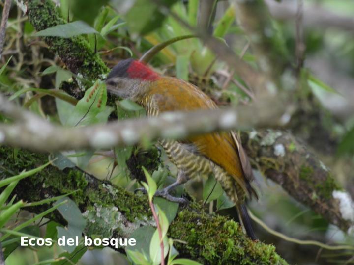 Colaptes rubiginosus