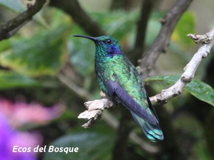 Colibri cyanotus