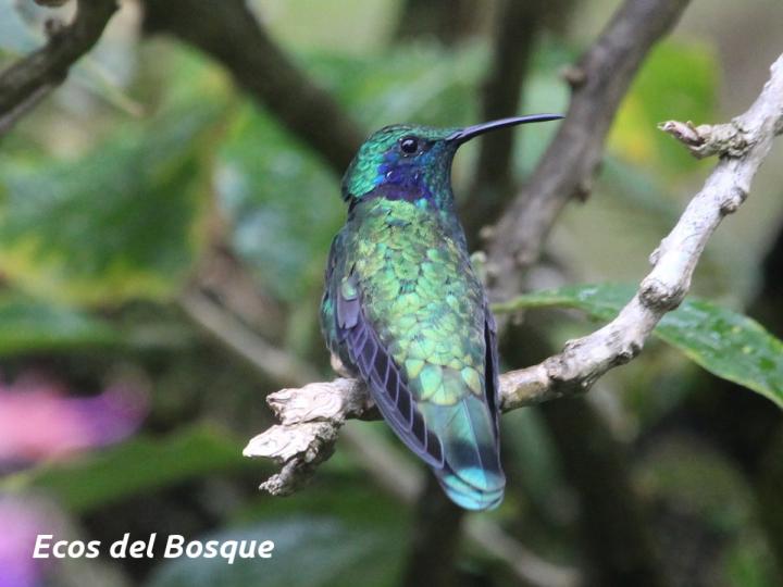 Colibri cyanotus