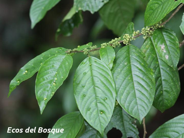 Colubrina spinosa