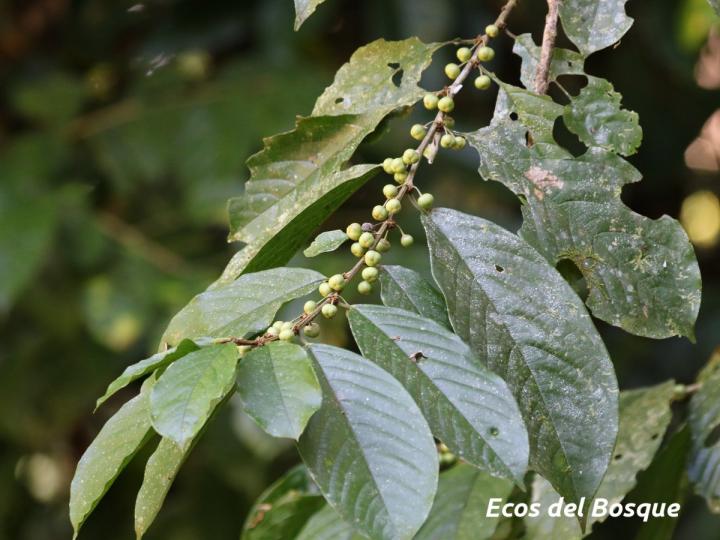 Colubrina spinosa
