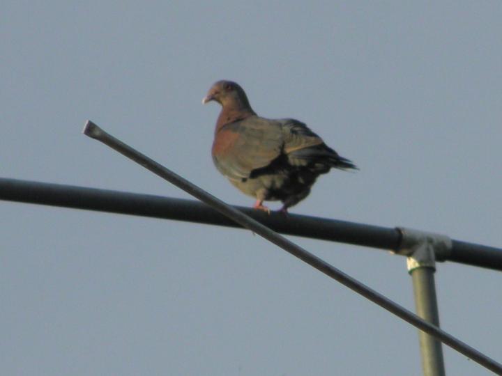 Patagioenas flavirostris