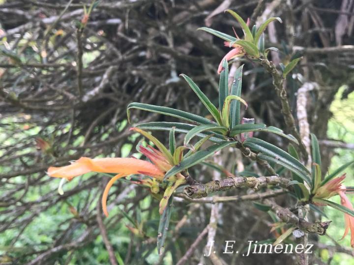 Columnea linearis