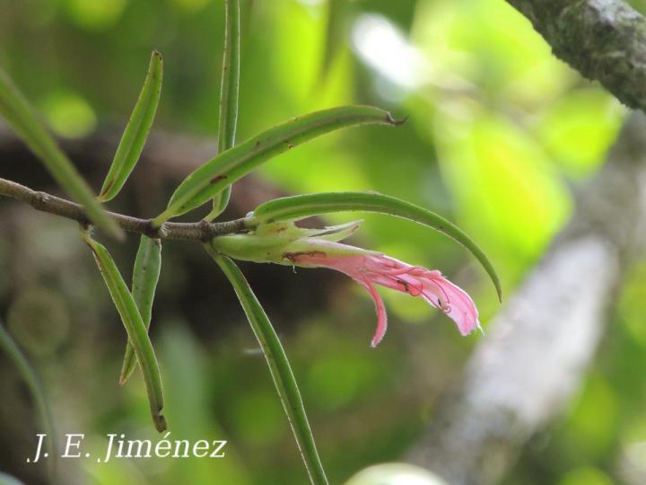 Columnea linearis