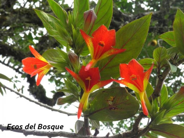 Columnea nicaraguensis