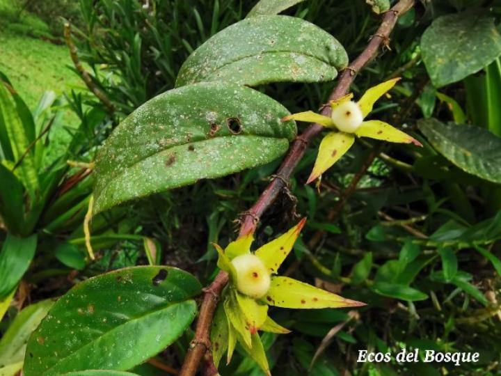 Columnea nicaraguensis