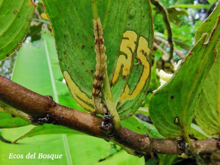 Columnea nicaraguensis