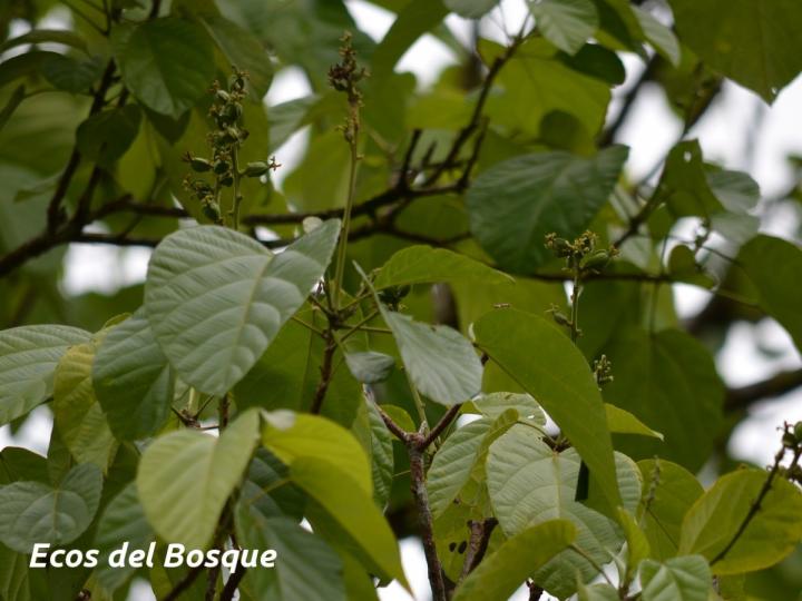 Conceveiba pleiostemona