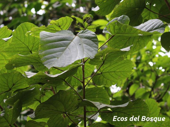 Conceveiba pleiostemona