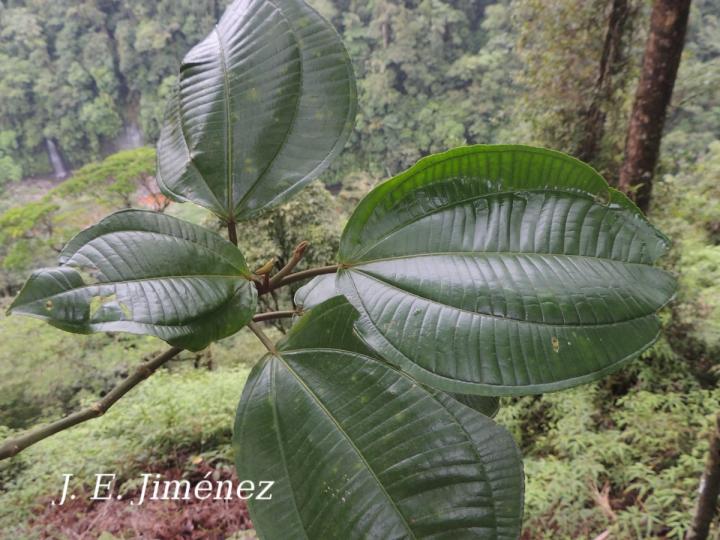 Conostegia macrantha