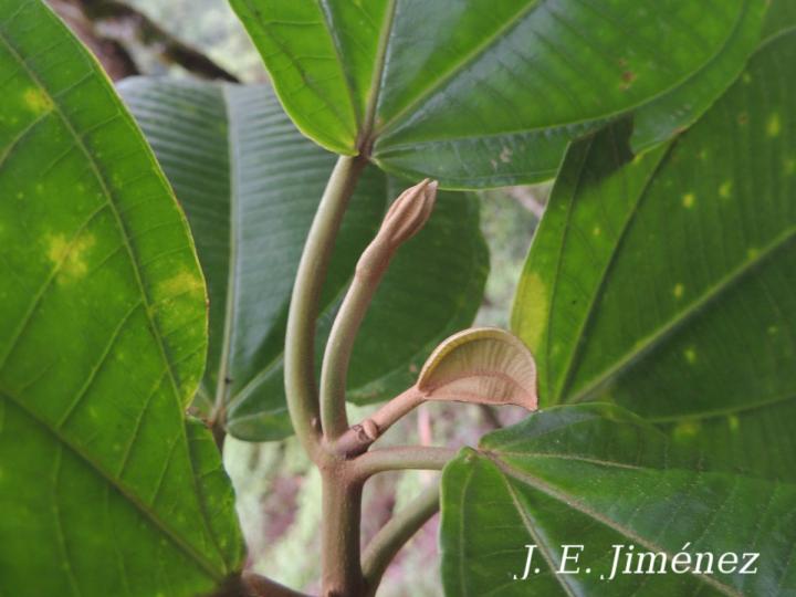 Conostegia macrantha
