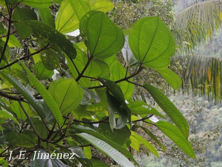 Conostegia macrantha