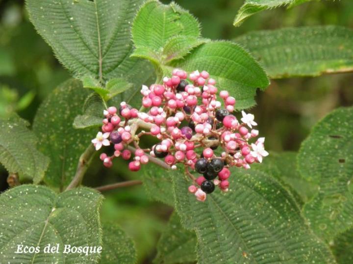 Conostegia subcrustulata (Uña de gato)