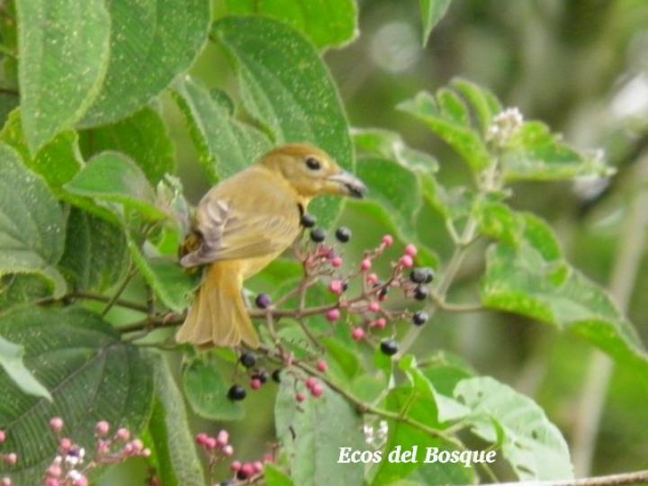 Conostegia subcrustulata
